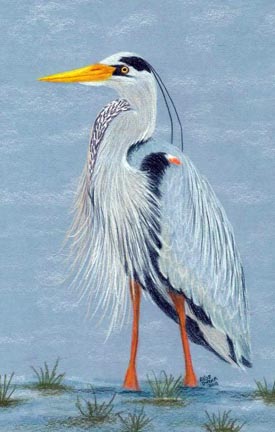 Wading Blue Heron Colored Pencil PDF DOWNLOAD