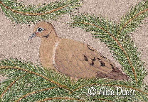 Resting Dove Colored Pencil PDF DOWNLOAD