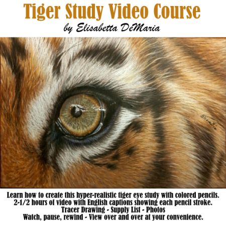 Tiger Study Video Course